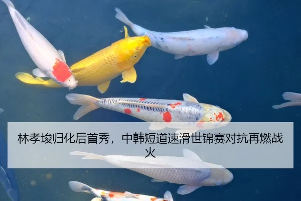 林孝埈归化后首秀，中韩短道速滑世锦赛对抗再燃战火